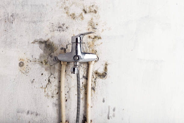 Professional Mold Removal in Timberlake, VA