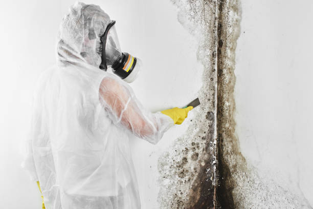 Attic Mold Removal in Timberlake, VA