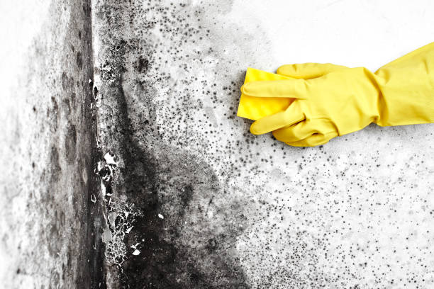 Best Best Mold Removal Companies  in Timberlake, VA