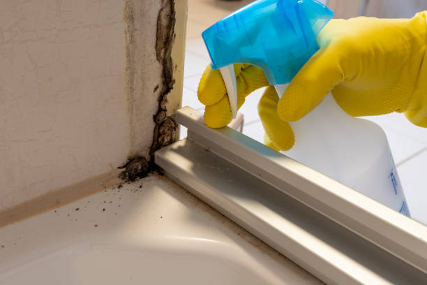 Best Home Mold Removal  in Timberlake, VA