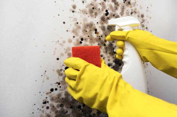 Best Local Mold Removal Service  in Timberlake, VA